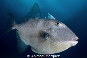Curious Gray Triggerfish by Abimael Márquez 